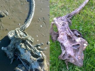 海岸に打ち上げられたモンスター？の遺骸!! この世のものとは思えない姿に議論沸騰！