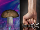 「禁煙にはマジックマッシュルームが効果的」最新研究が衝撃的すぎる！ 幻覚成分で離脱症状も緩和することが判明！