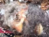 【UMA】ビッグフットの氷漬け頭部が公開される!「1953年に射殺した本物」人間に近い顔つき、生々しい切断面も