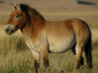 【悲報】 野生の馬はとっくに絶滅していたことが研究で判明！ 家畜馬の起源にミッシング・リンクも