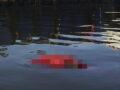 【リオ五輪】会場の海に日々浮かぶ死体がヤバすぎる！致死率50%の「スーパーバクテリア」も