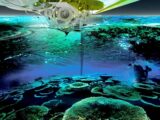 近未来ハイテク装備満載!? SF風の「人工サンゴ礁」計画が進行中!