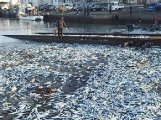 北海道・イワシ大量死の謎 ― 400年に一度の超巨大地震の前触れか!?