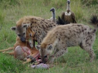 人類は「スカベンジャー（腐肉食）」として進化してきた？