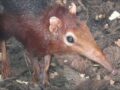 遺伝子学的にはゾウに近い新種ネズミ？ 不思議な珍獣「ゾウトガリネズミ」発見される