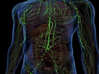 「第7の感覚」の存在が科学的に新判明！ 脳、免疫系、リンパの「未知なる力」が記憶力や若返りに影響か