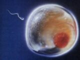 1時間に2回セックスすることで、男性の生殖能力は3倍になる! 不妊治療界の通説が覆る