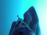 【動画】獲物を狙う野生のホホジロザメが繰り出す“本気度100%の必殺技”に背筋が凍る!