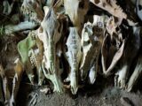 【閲覧注意・九州】2万体の頭蓋骨を祀る聖地「シシ権現」!  骨には鮮血が滴り、肉片も…現地取材!