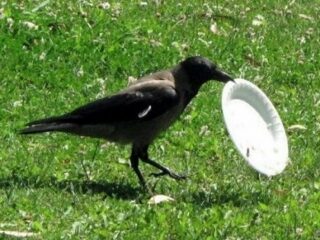 「カラス清掃員部隊」が公園の吸い殻やゴミ拾い！ 類まれなる思考力で“巨大テーマパーク”をピカピカに＝仏