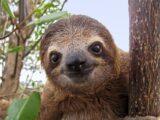 マラリアや乳がんも治す新薬がついに!? ナマケモノが教えてくれた驚愕の発見!