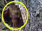 【衝撃映像】木陰に隠れる「ゴブリン」が激撮される! ニヤケ顔の“ちっさいおっさん”がキモかわいい!
