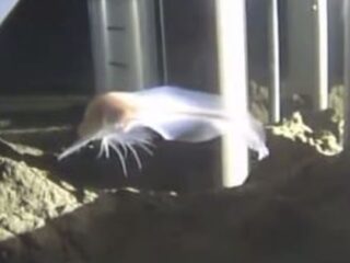 深海に漂うゴーストフィッシュ!? “深度世界一”の新種魚類が神秘的すぎる！