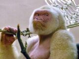 世界でたった1頭、アルビノのゴリラ ― その誕生に隠された意外な秘密とは!?=スペイン