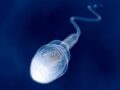 研究で明らかになった「夏が恋の季節」である根拠とは？　