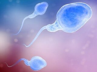 人工授精で近親相姦リスクが高まる可能性＝英・研究