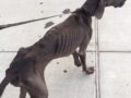 現代のサバイバル犬!! 死の瀬戸際で助け出されたその可哀想すぎる姿とは