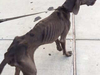 現代のサバイバル犬!! 死の瀬戸際で助け出されたその可哀想すぎる姿とは