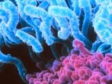 ウンチ移植でデブがうつった!?  やはり「デブ菌」は存在するのか?