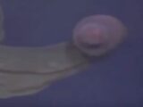 一反木綿? 双頭のネオンカラー? 続々発見される超絶レアな深海モンスターがヤバすぎる!!