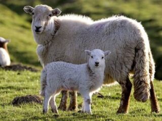 集団自殺する羊たち!?  一体なぜ？ 変わりゆく生態系の恐怖