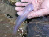 透明な巨大おたまじゃくしが発見される!! 内臓が透けた神秘的な姿=中国