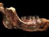 稀に見る大きな歯、強靭な顎…台湾沖で発見された新種の古代人とは?