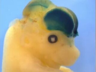 人間のDNAを注入したマウスの脳が巨大化!!  動物が会話する日も近い？〜高知能マウス実験の今〜