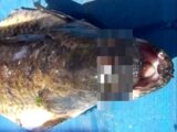 被ばく原因か? 3つの目を持つ魚!=アルゼンチン