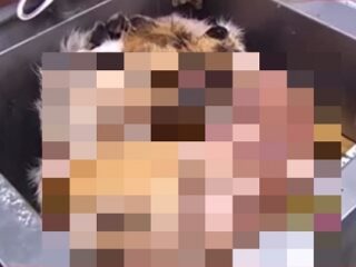 ロシアで摘発された「トラ肉レストラン」  厨房の異様な光景!!