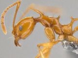 専門家が選んだ謎すぎる新種生物トップ10(2017年度版)! 414本足、4本ペニス、完全悪魔顔も… こんなの見たことない!!