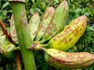 バナナが食卓から消える日…迫りくる危機を乗り越えられるか!?