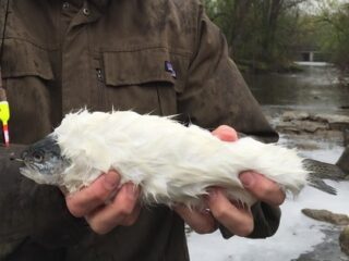 ついに伝説の魚「毛皮マス」が釣れた？ 全身を真っ白な毛で覆われた不思議な姿!!