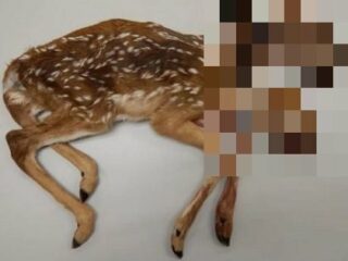 超絶珍しい「双頭鹿」が発見される！ 330年で19例、野生動物の結合双生児を待ち受ける悲しい運命とは!?