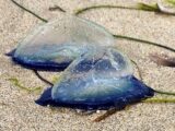 まるでガラス細工! 海岸に漂着する謎の生物「カツオノカンムリ」が美しすぎる!