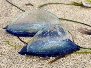 まるでガラス細工！　海岸に漂着する謎の生物「カツオノカンムリ」が美しすぎる！