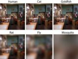 猫、ネズミ、金魚、ハエ、蚊には世界はこう見えている! 人間以外の視界はこんな感じだった!