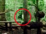 リアル「ブレア・ウィッチ・プロジェクト」? 深夜の森に響き渡る謎の声と人影