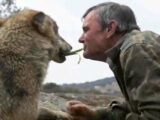 7歳から12年間もオオカミに育てられた男、人間界に戻ったことを後悔!「動物の方が優しい…」ウルフマンのボヤキが胸に刺さる…