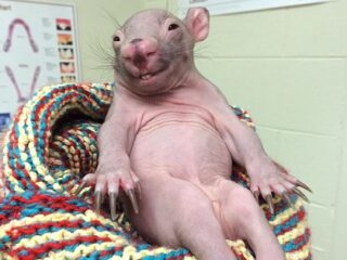 どう見てもオッサン？哀愁ただよう動物・リアちゃんが“キモかわいい”！ 何の動物だかわかる？