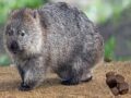 ウォンバットがサイコロ状のウンコをする謎がついに解明！ クソが四角ならば… 唯一無二の脱糞パワーに研究者驚愕
