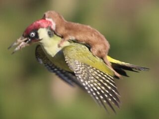 鳥の背中に乗って空を飛ぶイタチが可愛すぎる!!