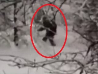 イエティがロシアに現る？ 森を歩く毛むくじゃらの巨人？をカメラが捉える!!