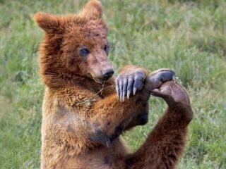 ヨガする熊!?「完全に熟練者の動き」でインストラクターも驚愕!!＝スペイン