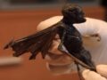 「妖精の死体」がメキシコで発見される？ DNA検査、X線撮影実施へ