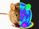 暗闇の中でも目が見える「スーパービジョンヒューマン」誕生へ! 赤外線丸見え注射、中国が実験成功!