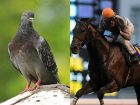 【衝撃】1億5千万円のハトが存在していた！ 6億円の馬も… 衝撃の動物オークション、JRA大阪杯も高額良血馬の勝利か？