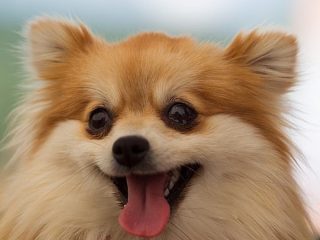 犬の性格はガチで“飼い主に似てくる”ことが判明！ 荒れた保護犬も愛情で変化… 定説覆る（最新研究）