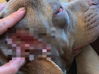 耳から口が生えたメス犬 ― 耳の中でうごめく唇、唾液、歯…トードちゃんの身に一体何が!?