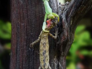 カマキリが「最低最悪な肉食昆虫」である10の理由を東大教授が“発狂解説”！ 壮絶ななぶり殺し…意外な魅力も！